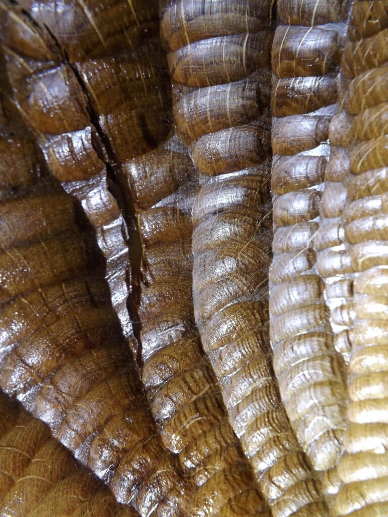 Carved Oak Bowl Texture